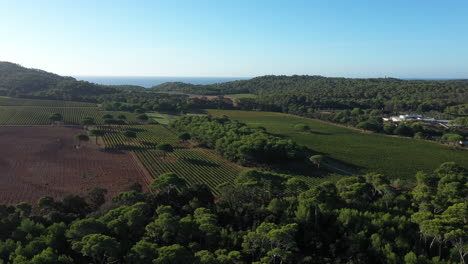 Rural-Porquerolles-agricultural-landscape-vinyards-and-pine-trees-France